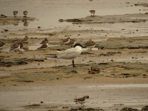 Gelochelidon macrotarsa