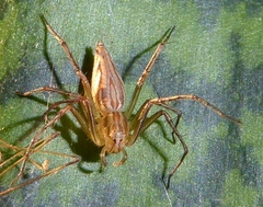 Oxyopes