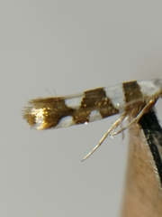 Argyresthia brockeella