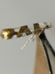 Argyresthia brockeella