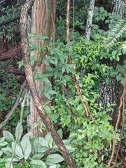 Ampelopsis delavayana