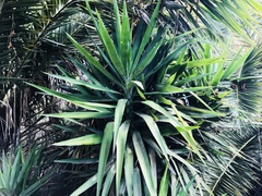 Yucca gigantea