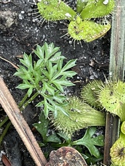 Xanthosia leiophylla