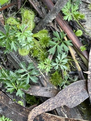 Xanthosia leiophylla