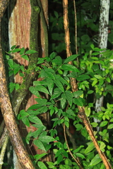 Ampelopsis delavayana