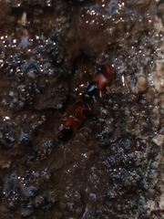 Hesperus baltimorensis