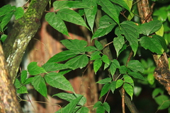 Ampelopsis delavayana