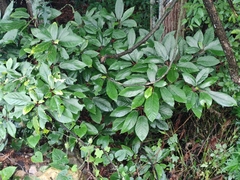 Ficus heteromorpha