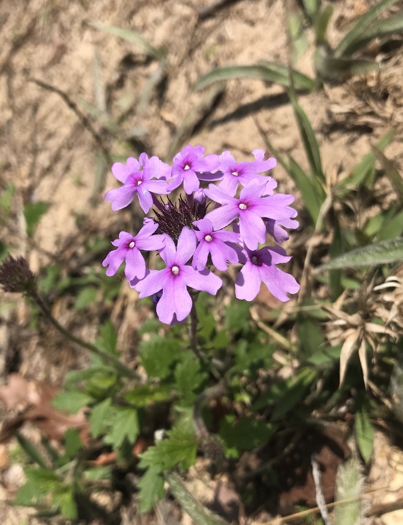 rose vervain (KU campus BioBlitz Plant Guide) · BioDiversity4All