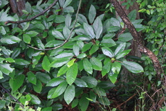 Ficus heteromorpha