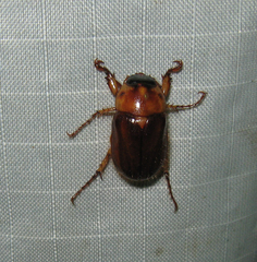 Cyclocephala borealis
