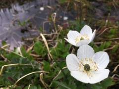 Anemone parviflora