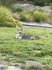 Canis latrans