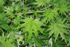 Urtica fissa