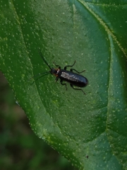 Rhagonycha angulata
