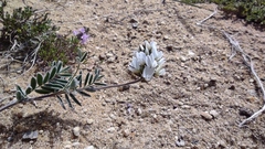 Astragalus olchonensis