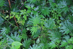 Urtica fissa