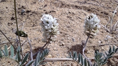 Astragalus olchonensis