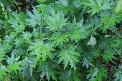 Urtica fissa