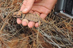 Pogona minor
