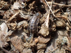 Superstitionia donensis