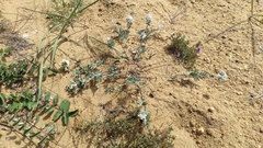 Astragalus olchonensis