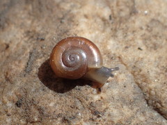 Glyptostoma gabrielense