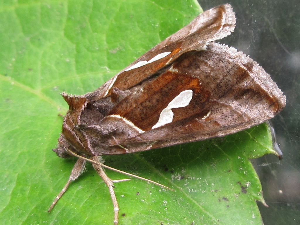 Macdunnoughia crassisigna