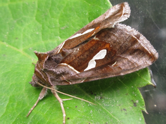 Macdunnoughia