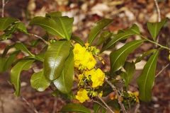 Ochna atropurpurea