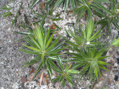 Melichrus procumbens