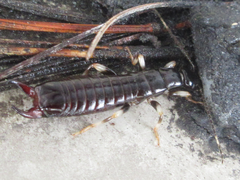 Gonolabis marginalis