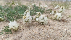 Astragalus olchonensis
