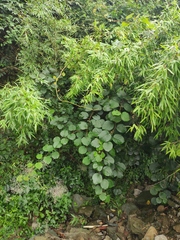 Actinidia chinensis