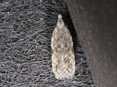 Tornodoxa paraleptopalta