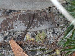 Melichrus procumbens