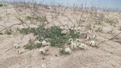 Astragalus olchonensis