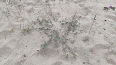 Astragalus olchonensis