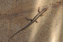 Cryptoblepharus australis