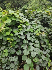 Actinidia chinensis
