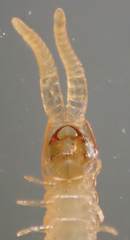 Chomatobius bakeri