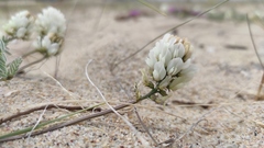 Astragalus olchonensis