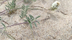 Astragalus olchonensis