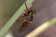 Callinicus pictitarsis