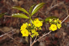 Ochna atropurpurea