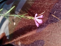Dianthus campestris
