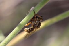 Callinicus pictitarsis