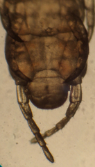 Chomatobius bakeri