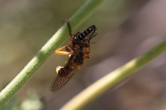 Callinicus pictitarsis
