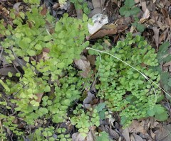 Adiantum jordanii image